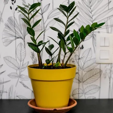 Apartamento Studio Cocooning In & Help An Ecoproject ! Estrasburgo